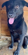ROCCO, Hund, Mischlingshund in Rumänien - Bild 8