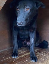 ROCCO, Hund, Mischlingshund in Rumänien - Bild 9