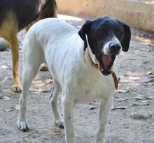 MIRA, Hund, Mischlingshund in Griechenland - Bild 9