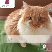 FIGO, Katze, Europäisch Kurzhaar in Bulgarien - Bild 1