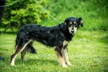 RINN, Hund, Mischlingshund in Ungarn - Bild 1