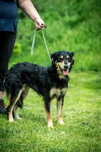 RINN, Hund, Mischlingshund in Ungarn - Bild 10