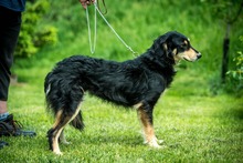 RINN, Hund, Mischlingshund in Ungarn - Bild 3