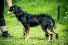 RINN, Hund, Mischlingshund in Ungarn - Bild 6