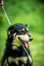 RINN, Hund, Mischlingshund in Ungarn - Bild 7