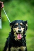 RINN, Hund, Mischlingshund in Ungarn - Bild 8
