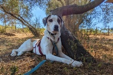 SHINA, Hund, Jagdhund-Mix in Italien - Bild 14