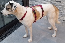 SHINA, Hund, Jagdhund-Mix in Italien - Bild 2