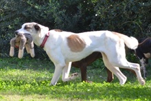 SHINA, Hund, Jagdhund-Mix in Italien - Bild 22