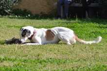 SHINA, Hund, Jagdhund-Mix in Italien - Bild 23