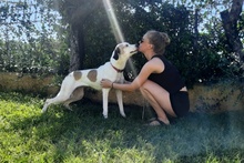 SHINA, Hund, Jagdhund-Mix in Italien - Bild 27