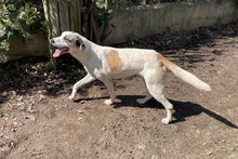SHINA, Hund, Jagdhund-Mix in Italien - Bild 29