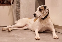 SHINA, Hund, Jagdhund-Mix in Italien - Bild 3