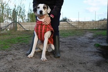 SHINA, Hund, Jagdhund-Mix in Italien - Bild 35