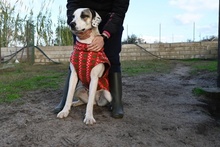 SHINA, Hund, Jagdhund-Mix in Italien - Bild 36
