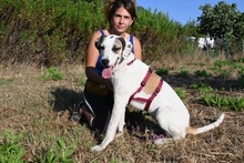 SHINA, Hund, Jagdhund-Mix in Italien - Bild 39