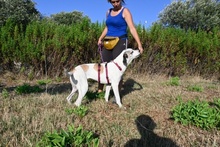 SHINA, Hund, Jagdhund-Mix in Italien - Bild 43