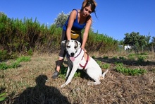 SHINA, Hund, Jagdhund-Mix in Italien - Bild 45