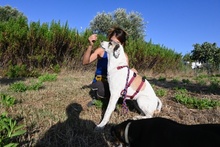 SHINA, Hund, Jagdhund-Mix in Italien - Bild 46