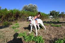 SHINA, Hund, Jagdhund-Mix in Italien - Bild 47