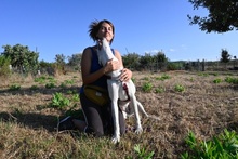 SHINA, Hund, Jagdhund-Mix in Italien - Bild 48
