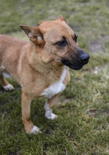 HECTOR, Hund, Mischlingshund in Slowakische Republik - Bild 1