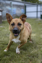 HECTOR, Hund, Mischlingshund in Slowakische Republik - Bild 3