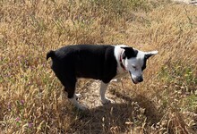 TUENTI, Hund, Mischlingshund in Spanien - Bild 5