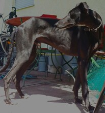BOI, Hund, Galgo Español in March - Bild 2