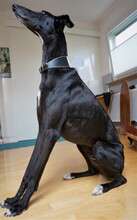 BOI, Hund, Galgo Español in March - Bild 4