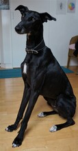 BOI, Hund, Galgo Español in March - Bild 5