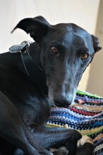 BOI, Hund, Galgo Español in March - Bild 6