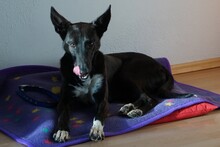 GALGO, Hund, Mischlingshund in München - Bild 3