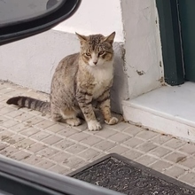POPORO, Katze, Europäisch Kurzhaar in Spanien - Bild 1