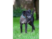 MONTI, Hund, Mischlingshund in Satow - Bild 6