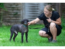 MONTI, Hund, Mischlingshund in Satow - Bild 9