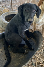 JAMAL, Hund, Mischlingshund in Griechenland - Bild 1