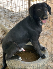 JAMAL, Hund, Mischlingshund in Griechenland - Bild 2