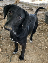 JAMAL, Hund, Mischlingshund in Griechenland - Bild 4