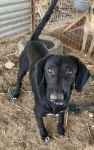 JAMAL, Hund, Mischlingshund in Griechenland - Bild 6