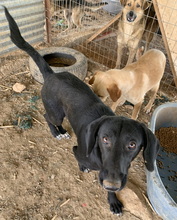 JAMAL, Hund, Mischlingshund in Griechenland - Bild 7