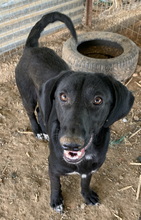 JAMAL, Hund, Mischlingshund in Griechenland - Bild 8