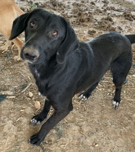 JAMAL, Hund, Mischlingshund in Griechenland - Bild 9