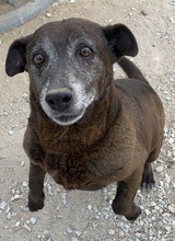 KAVANGO, Hund, Mischlingshund in Griechenland - Bild 3