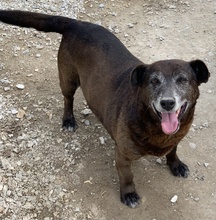 KAVANGO, Hund, Mischlingshund in Griechenland - Bild 5