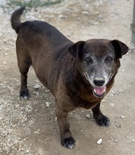 KAVANGO, Hund, Mischlingshund in Griechenland - Bild 6