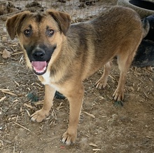DREW, Hund, Mischlingshund in Griechenland - Bild 2