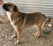 DREW, Hund, Mischlingshund in Griechenland - Bild 4