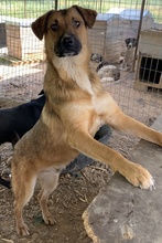 DREW, Hund, Mischlingshund in Griechenland - Bild 5