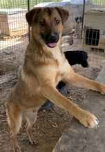 DREW, Hund, Mischlingshund in Griechenland - Bild 6
